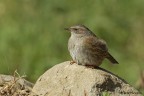 Passera scopaiola