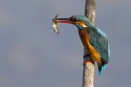 Consigli e commenti sono sempre ben accetti.

Canon D MK IV + Canon 500 mm + 1.4 x
iso 640 tv 1/800 av 11.0

Ciao
Luca