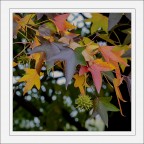 Note d'autunno