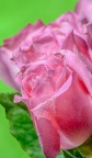Una rosa..... pi semplice di cos ! 

DATI SCATTO

Nikon D60, AF-S 55-200mm, focale 175mm,  esp. 1/250 a f/6,3, ISO 100, mano libera