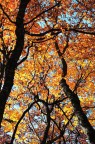 Luci nel bosco