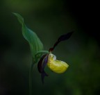 scarpetta di venere