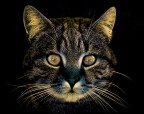 the cat