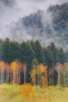 Serra San Bruno Gli alberi vestiti d' Autunno, osservano in silenzio i propri fratelli, vestiti ancora di verde, in una tiepida e nebbiosa giornata autunnale.