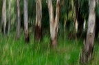 Primi giochini con l'effetto mosso. Purtroppo in pieno giorno non potevo usare tempi di scatto troppo bassi, con conseguente difficolt nell'ottenere un buon risultato. In realt potevo chiudere ulteriormente il diaframma a f/16, ingenuit da parte mia a restare su f/11. Qui ho decisamente calcato troppo la mano con il mosso, con un risultato un po' particolare e forse eccessivo.
Dati di scatto: Focale: 50mm, diaframma: f/11, tempo: 1/15, ISO: 200