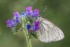 Aporia