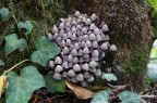 I funghi sono organismi che spesso vengono ignorati, ma secondo me hanno un loro fascino.