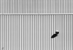 ..||||o||..