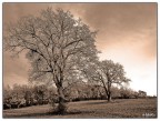 ALBERO albero