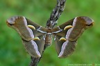 Samia cynthia (Drury, 1773) (Lepidoptera  Saturniidae)

Canon EOS 7D + Sigma 180mm f/3.5 EX DG HSM Macro

Suggerimenti e critiche sempre ben accetti
[url=http://www.rossidaniele.com/HR/_MG_8233copia-mdc-1500.jpg]Versione HR[/url]