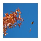 fall leaves
