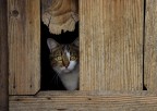 Il micio