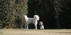 the body guard