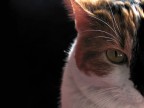 Miaooo_2