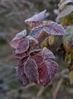brina autunnale