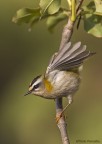 Fiorrancino II