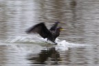 Commenti e consigli sono sempre ben accetti.
Canon D MK IV + Canon 500 mm + 1.4 x
iso 100 tv 1/50 av 13.0 - Mano libera

Ciao

Luca