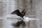 Commenti e consigli sono sempre ben accetti.
Canon D MK IV + Canon 500 mm + 1.4 x
iso 100 tv 1/50 av 13.0 - Mano libera

Ciao

Luca