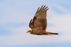 Falco di palude (Circus aeruginosus)