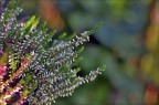 Bokeh