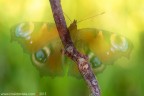 Inachis io (Linnaeus, 1758) (Lepidoptera - Nymphalidae)

Canon EOS 7D + Sigma 180mm f/3.5 EX DG HSM Macro

Suggerimenti e critiche sempre ben accetti
[url=http://www.rossidaniele.com/HR/_MG12699copia-mdc-1500.jpg]Versione HR[/url]