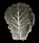 Albero di verza ;)