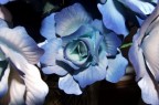 prova 5600 rosa blu