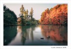Le anatre... pattinatrici