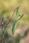Mantide religiosa