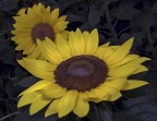 Girasoli