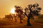 Doveroso omaggio agli splendidi ulivi del Salento in questo periodo particolare a causa della xylella