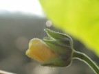 Primavera di novembre