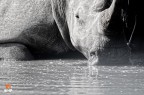 "La mia Africa"
Un bellissimo esemplare di rinoceronte bianco fotografato nel mio ultimo viaggio in Sudafrica