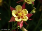 Fiore romanista