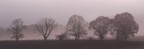 Ultimi sgoccioli di luce e la nebbia avvolte gli alberi delle colline Silane