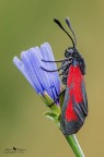 Zygaena purpuralis