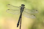 Gomphus vulgatissimus