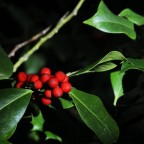 sottobosco
