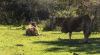 Bucolico sincronismo