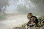 Cat in autumn