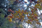 Colori autunnali