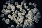 Rose di Francia