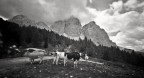 waiting the transhumance... cows &amp; clouds ;/) pinhol