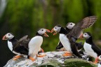 Due puffin discutono chiss di cosa
Isole Farne Luglio 2012