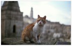 in posa sui sassi di matera