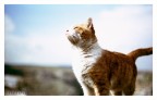 gatto imperiale!!