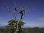 monte cresia