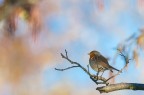 Il pettirosso e l'ontano