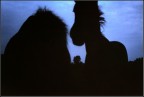 horses