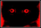 miaoooooo